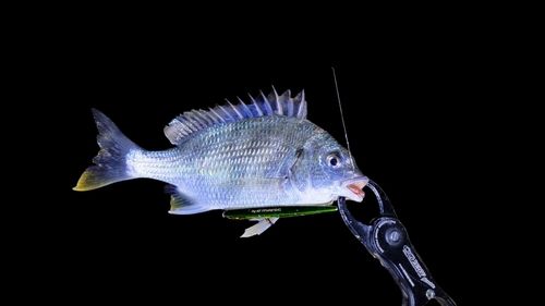 キビレの釣果
