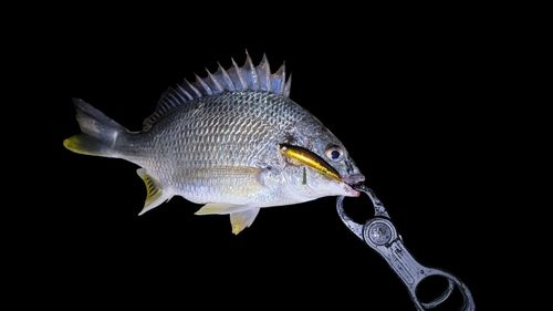 キビレの釣果