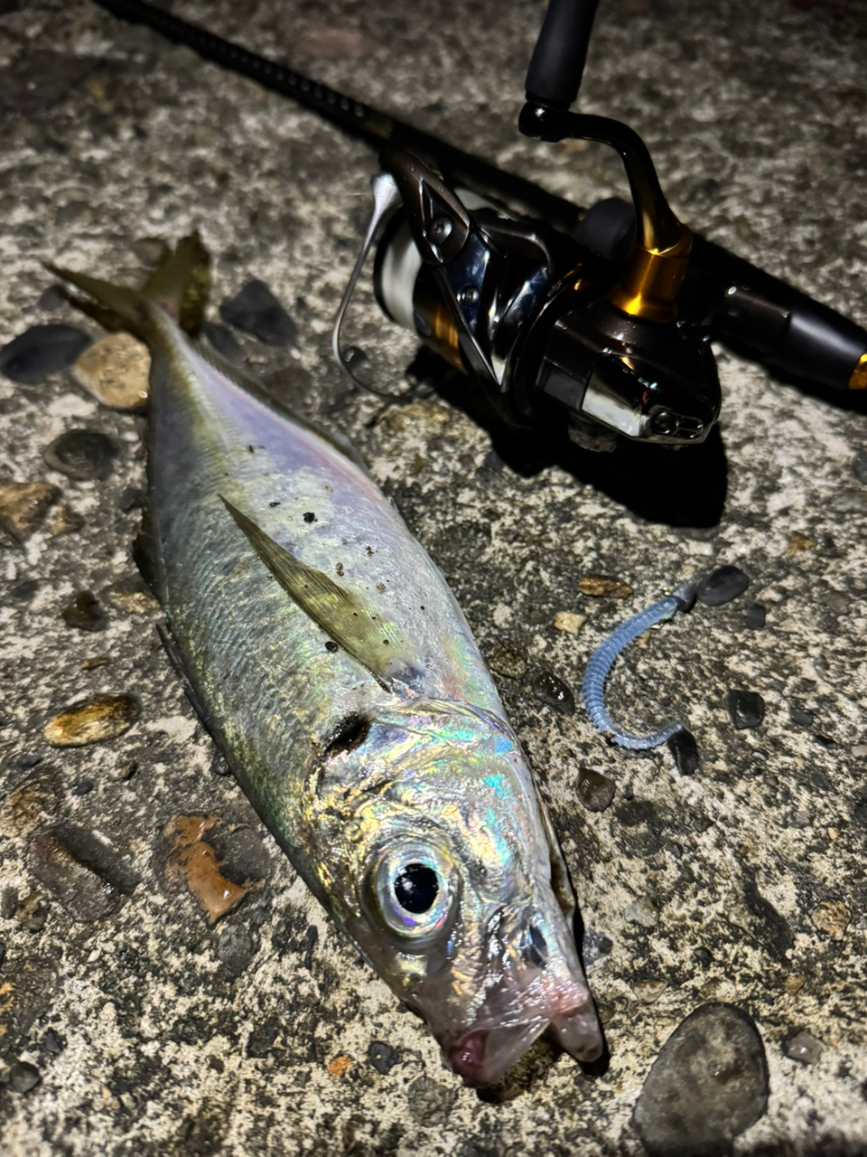 SHIMANO 22ソアレ BB C2000SSHGの最安値・インプレ・釣果 | 本音 SHIMANO 22ソアレ BB C2000SSHGの最安値・インプレ・釣果 | 本音