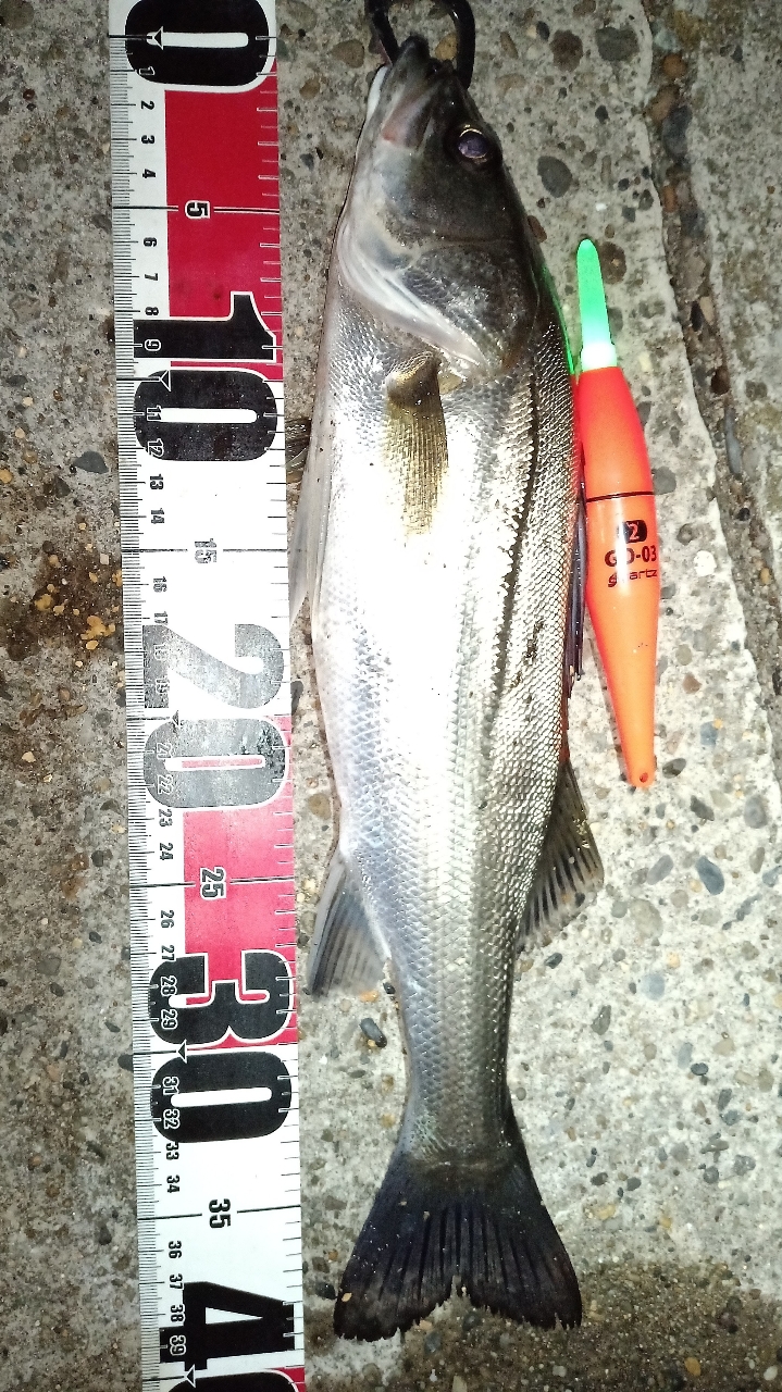 SHIMANO 22サハラ C3000HGの最安値・インプレ・釣果 | 本音の