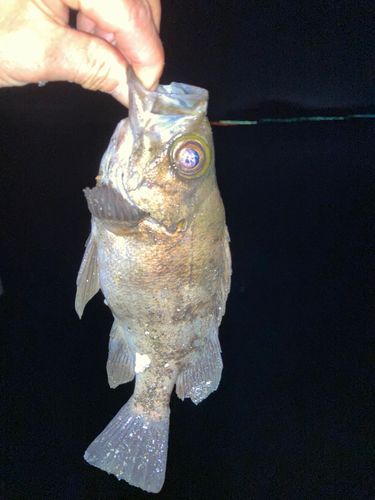 シロメバルの釣果