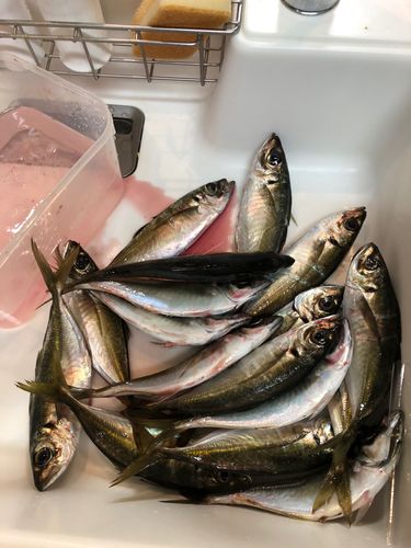 アジの釣果