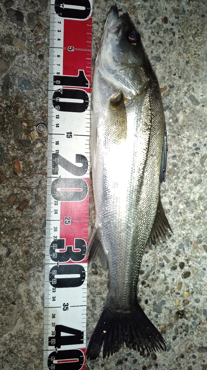 SHIMANO 22サハラ C3000HGの最安値・インプレ・釣果 | 本音の