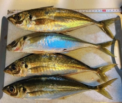 マアジの釣果