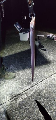 アナゴの釣果