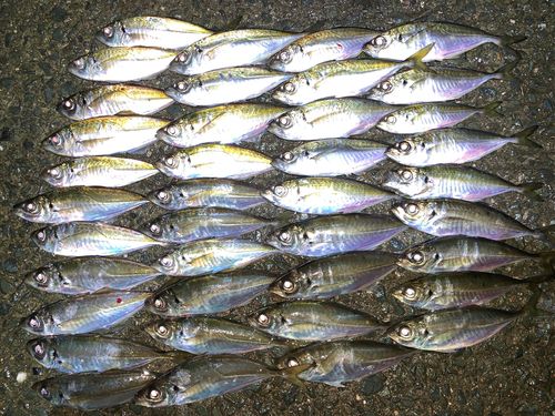 アジの釣果