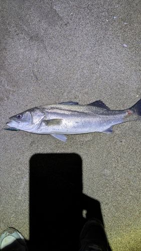 スズキの釣果