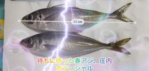 アジの釣果