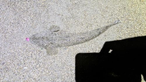 マゴチの釣果
