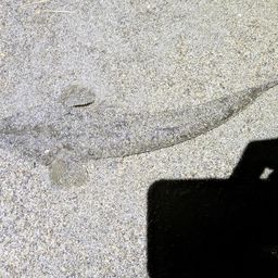 マゴチ