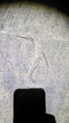 ウナギの釣果
