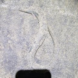 ウナギ