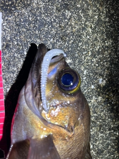 メバルの釣果