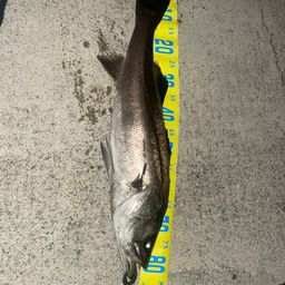 ハネ（ヒラスズキ）