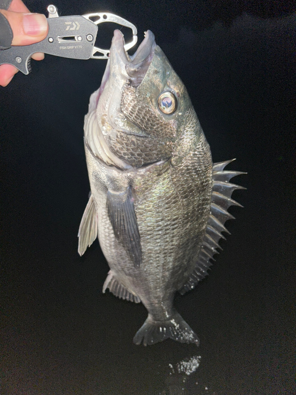DAIWA 19ラテオ R 93MLの最安値・インプレ・釣果 | 本音の口コミ