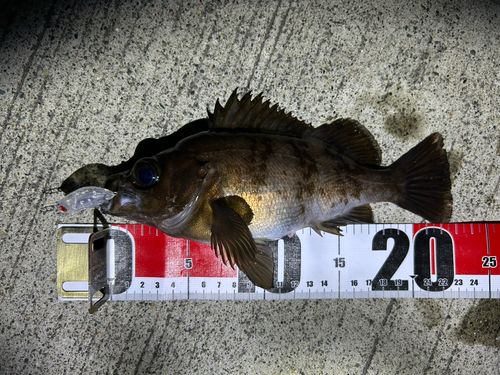 メバルの釣果