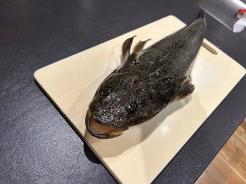 マゴチの釣果