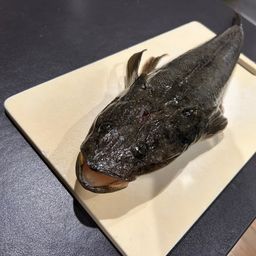 マゴチ