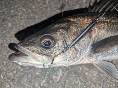 シーバスの釣果