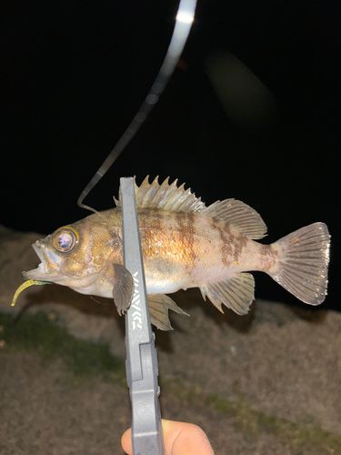メバルの釣果