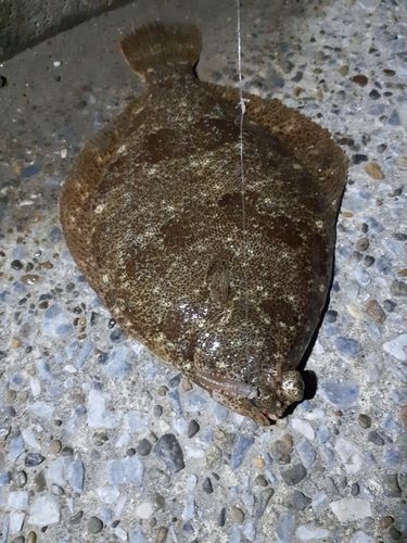 カレイの釣果