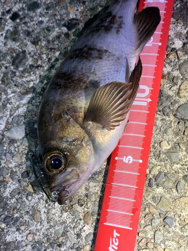 シロメバルの釣果