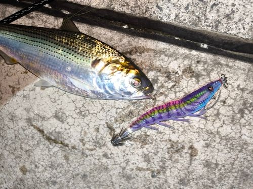 コノシロの釣果