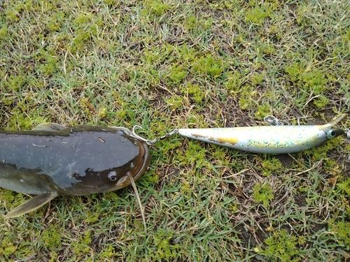 マナマズの釣果