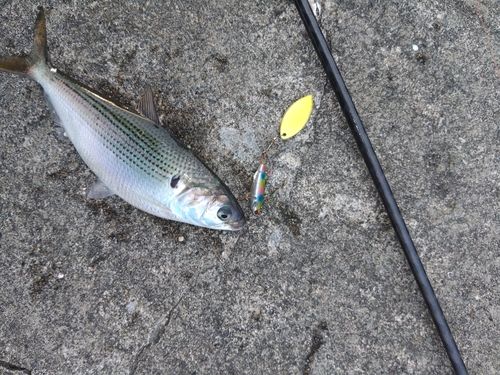 コノシロの釣果