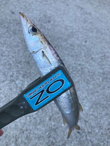 カマスの釣果