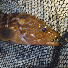 キジハタの釣果