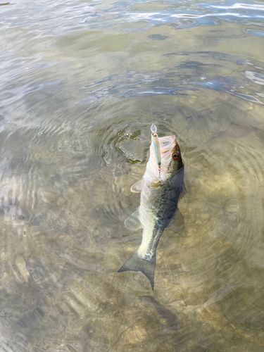 ラージマウスバスの釣果