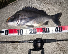 チヌの釣果