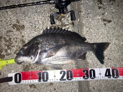 チヌの釣果