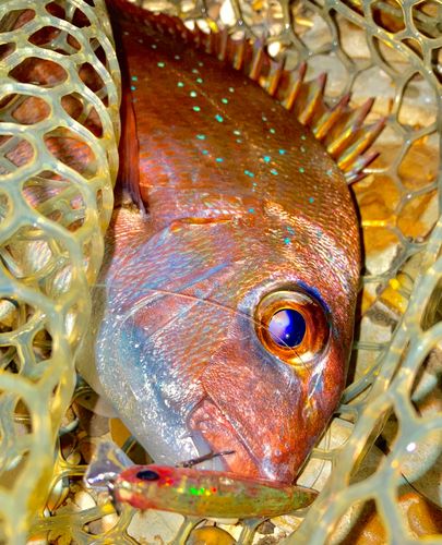 チャリコの釣果