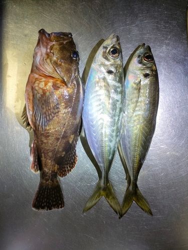 アジの釣果
