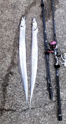 タチウオの釣果