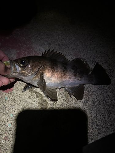 メバルの釣果