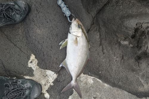 ヒレナガカンパチ