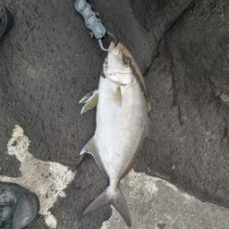 ヒレナガカンパチ