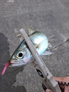メアジの釣果