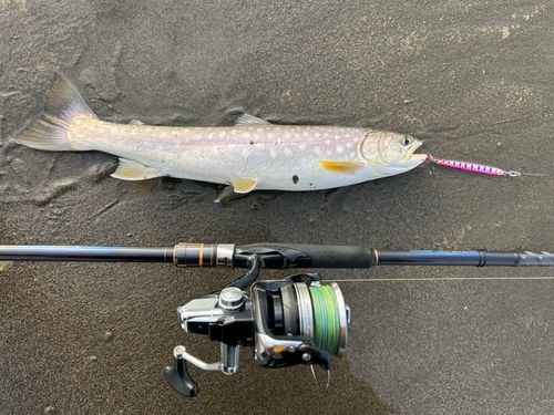 アメマスの釣果