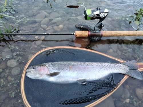 ニジマスの釣果