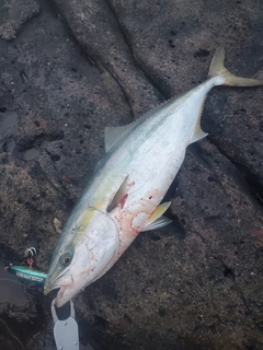 ブリの釣果