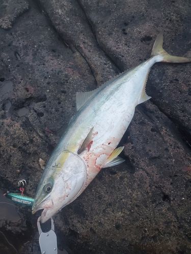 ブリの釣果