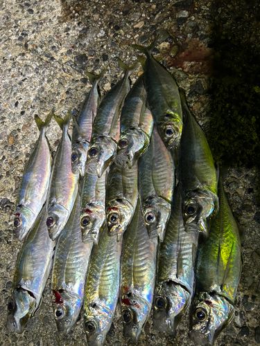アジの釣果