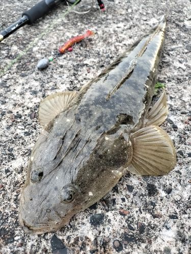 マゴチの釣果