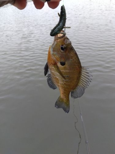 ブルーギルの釣果