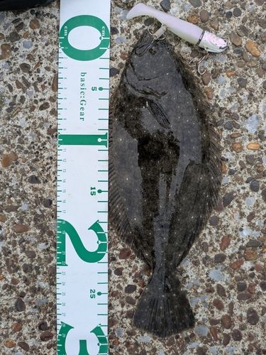 ソゲの釣果