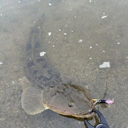 マゴチ